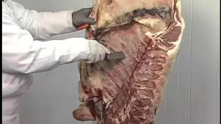 Beef Primal Cuts