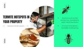Expert Termite Inspection Brisbane &ndash; Protect Your Property