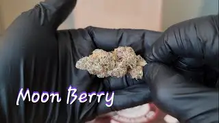🌙 Moon Berry 🫐  - Five Leaf Wellness - THCa Flower Review