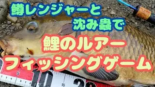 【ワームで鯉釣り】鱒レンジャーと沈み蟲で鯉のルアーフィッシングゲーム