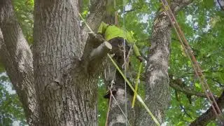 Arboristika v praxi díl.1 - Ošetření památné lípy na Jalovém Dvoře🕸🌳