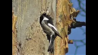 Мухоловки пеструшки выбирают дупло. ( Ficedula hypoleuca )