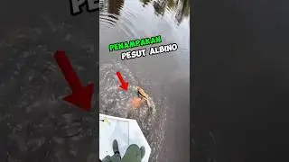 PENAMPAKAN PESUT ALBINO SAAT MEMANCING IKAN #shortvideo #shortsviral #shorts  #fishing