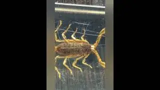 маньчжурский скорпион (mesobuthus martensii)