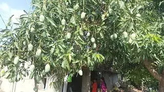 mango farm Gujarat