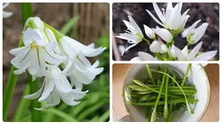 Wild Garlic and Three-Cornered Leek Pickles