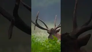 Forest Meditation music with cute animals #animals #viral #forest #short #meditation