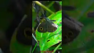 🦋 Common Five-ring Butterfly Takeoff | 100&times; Slow Motion | Cebu Philippines
