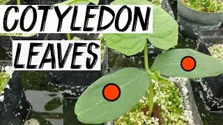 Cotyledon leaves | a closer look