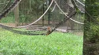 visite au zoo de guyane