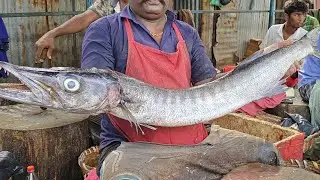 Alligator fish cutting kaduru fish cutting video SELVAM fish cutting skills 
