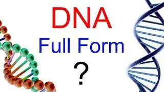 full form of dna