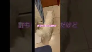 ジィジに扉閉められる#cat #猫のいる暮らし #catshorts