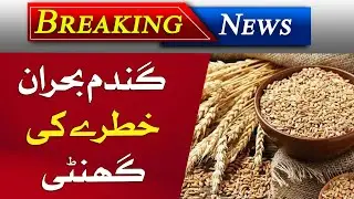 Wheat | Flour | Gandum ka Rate | Major Increase In Wheat Prices | What It Means for Consumers