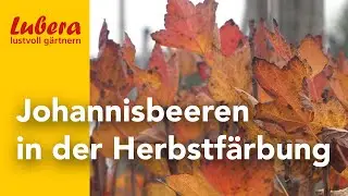 Herbstlaub bei Johannisbeeren: Johannisbeersorten als Blickfang im herbstlichen Garten