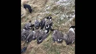 TGD Mollsworth goose hunt winter 2020