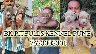 PUNE'S TOP PITBULLS & AMERICAN BULLY AT BK PITBULLS KENNEL PUNE.Micro Size American bully 7620003001