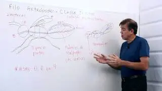 Filo artrópodes  classe de insetos