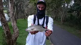 Giant Spangled Perch Lure Fishing + tarpon!!