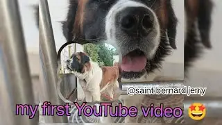 my first YouTube video 🤩🤩 Saint bernard Jerry ❤️🤩