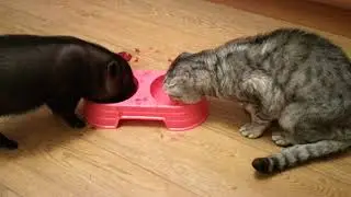 CUTE MICRO PIG | MINI PIG VIDEO Compilation 18 day