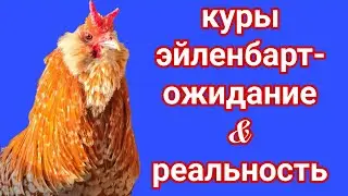 Самые красивые куры несушки👑 Эйленбарт-необычная продуктивная порода кур. Обзор  характеристик.