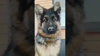 НАША ВЕСЁЛАЯ ОВЧАРКА🐾