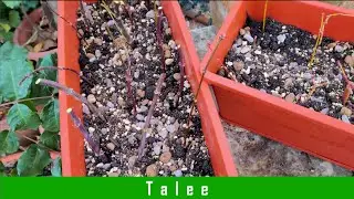 E' il momento di fare delle Talee di Acero e Olmo