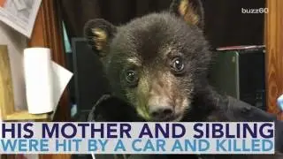 Cops Rescue Abandoned Bear Cub Crying in the Forest