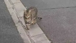 Un chat qui me fixe puis s'en vas