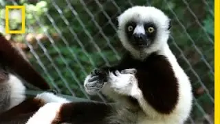 Could Vaccines Help Save Endangered Lemurs? | National Geographic
