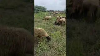 sheep - new channel @sheep love SG