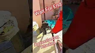 Goku Aggressive Dog Attacked #dog #goku #streetdogrevival #ytviral #catch