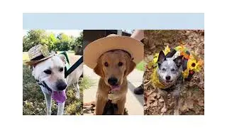 2024 DEA Animal Love - helping animals in shelters