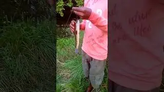 finally Aaj snakehead pakad liya | snakehead catching in river 😱 | A.P-DAILY BLOG