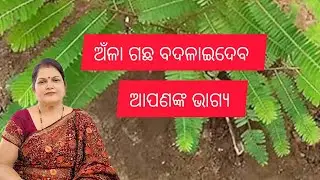 ଅଁଳା ଗଛ ବଦଳାଇଦେବ ଆପଣଙ୍କ ଭାଗ୍ୟ /Vastu plant 