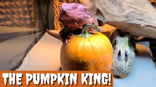 Bearded Dragon Tries Pumpkin for the First Time! 🎃🦎 | Funny Fall Feeding Reaction