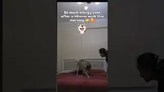 Morning Energy With Ody Boy | Life With Siberian Husky