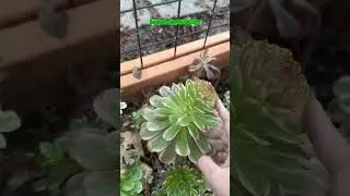 Our New Garden Joy Garden USA Is Blooming 🌱✨🌸🌿