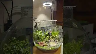 How to make terrarium in fish bowl#terrariumlife #mossterrarium #terrariumsetup #terrariumart