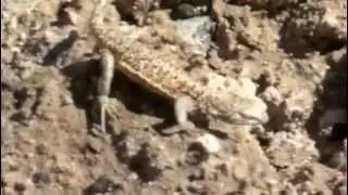 Lizard dance