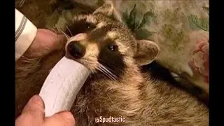 Raccoons are just the crackhead bandits of the animal kingdom