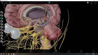 ATLAS DE ANATOMIA HUMANA PARA PC