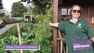 Mission Invertebrate: The Regents Park London Allotment Tour