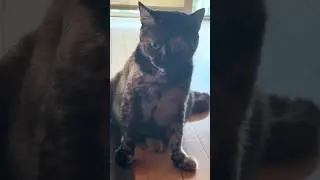 My lovely Manchis cat
