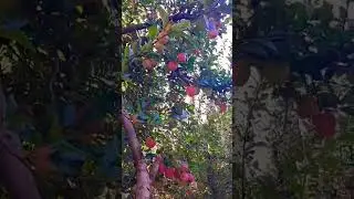 Kasmiri apple 🍎🍎
