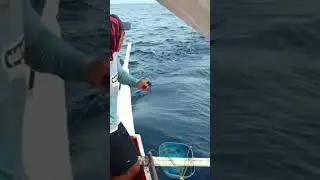 Tanigue hunting #fishing