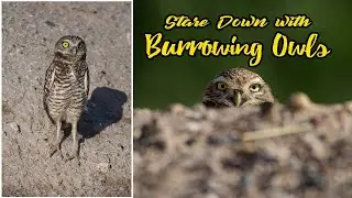 Wildlife Photography | Burrowing Owls