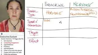 Endocrine 2- Comparing integrators