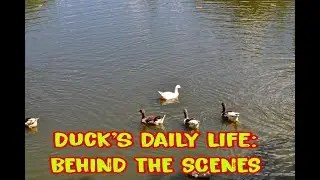 The Daily Life of a Duck | Animal Official